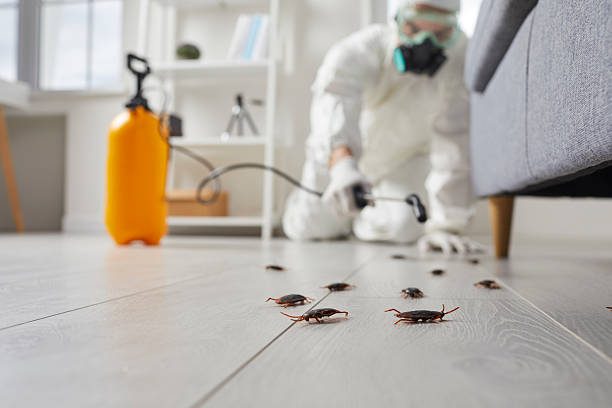 Post-Treatment Bed Bug Interceptor Monitoring in Laurel
